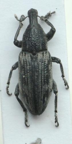 Réf. 263 083 : Mecaspis alternans